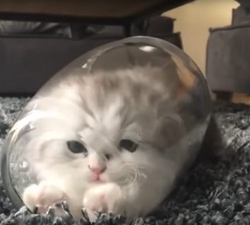 Прикольных котов пост