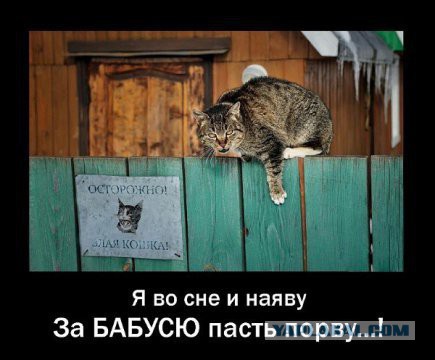 Картинки юморные и тексты