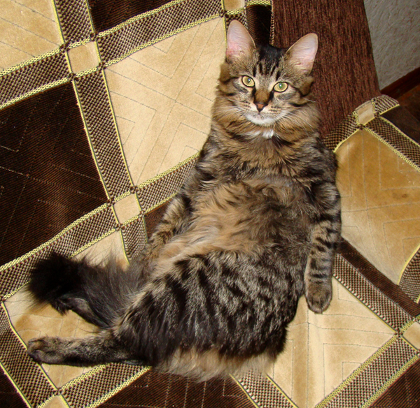 It's Catursday Fever! (Котовторник)