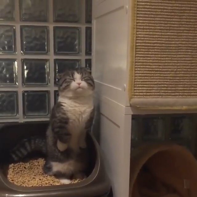 Прикольных котов пост