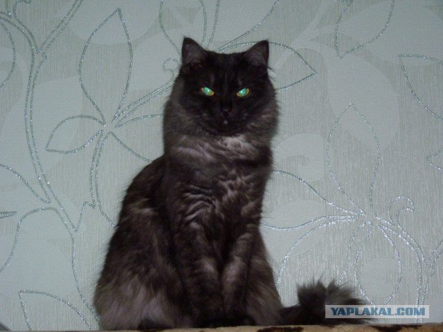 Котовторник 13.12.11 - магическе числа