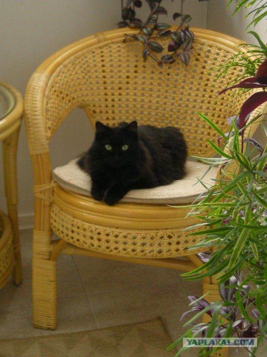 Котовторник 27.12.11