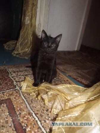 Котовторник (10.01.2012)