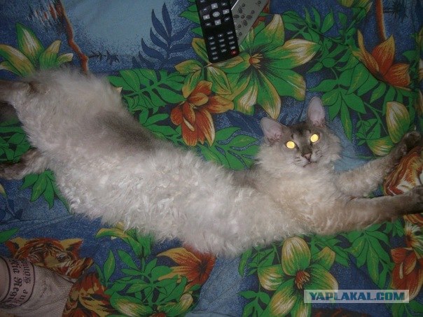 Котовторник 20.03.2012
