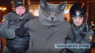 Налог на домашних животных: кошки и собаки влетят россиянам в копеечку