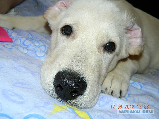 Собакочетверг