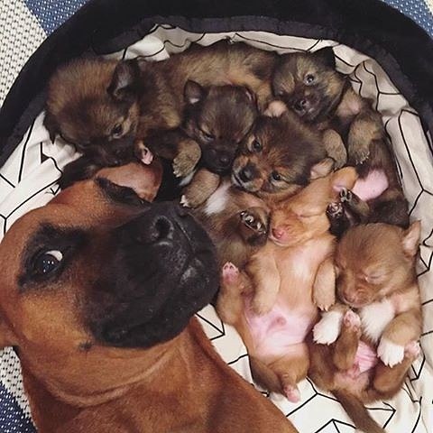 Милые животные. Мимиметр сломался