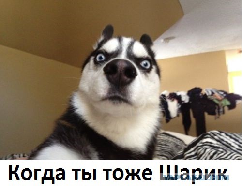 Пес Апокалипсиса. Питомник. И многое другое