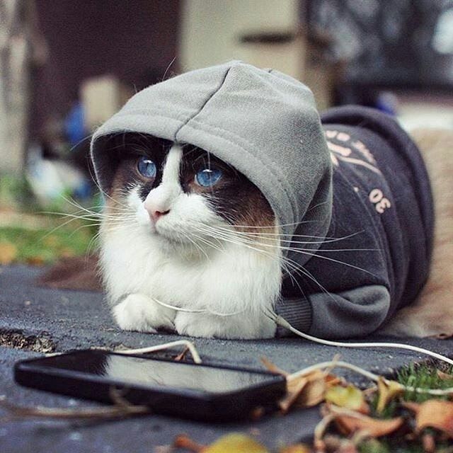 Забавные фото котеек