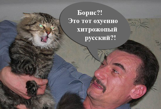 Злой кот