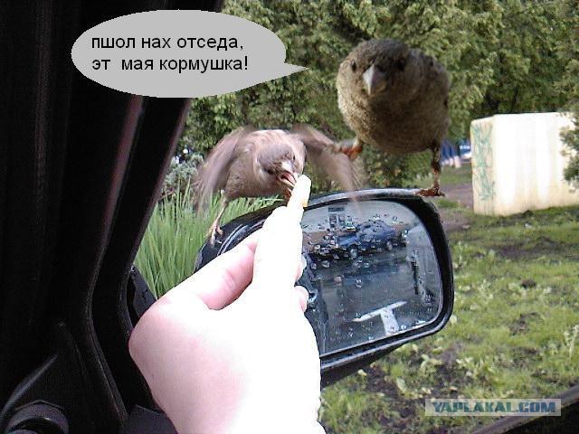 Воробьед идет на обед