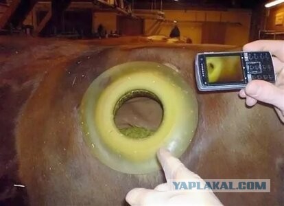Зачем у коров дырка в боку?