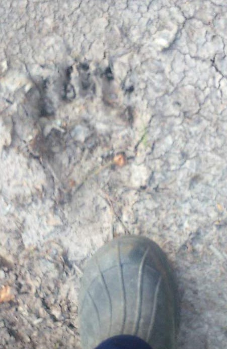 Медвежья пяточка