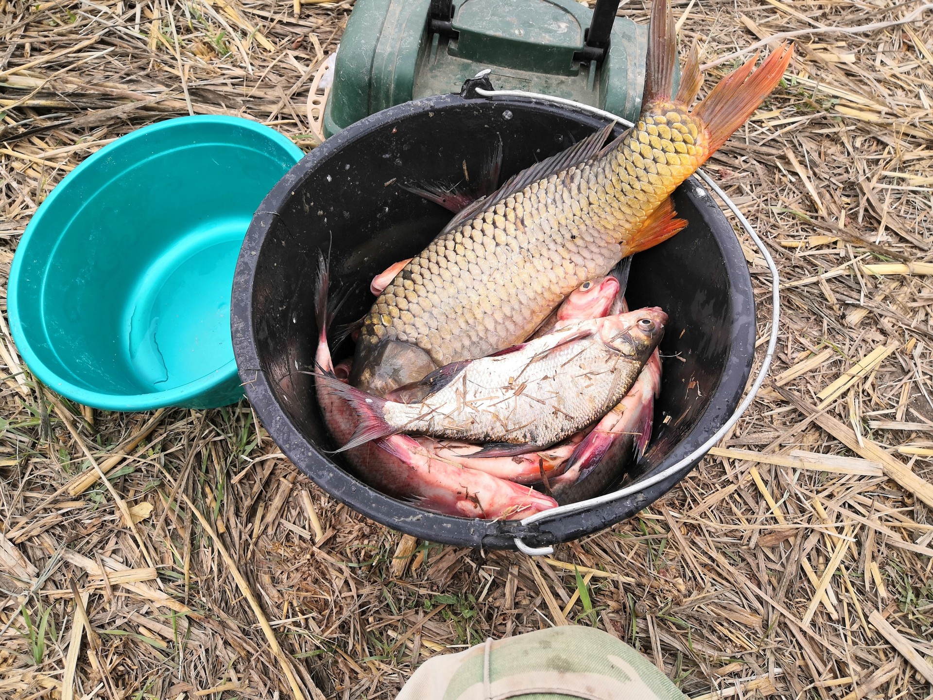 Отличный улов. Улов рыбаков. Рыбак с карпом. Улов рыбы. Зимняя рыбалка большой улов.