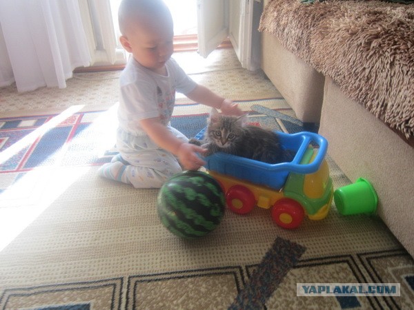 Автокотейка