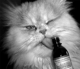 КотЭ и препараты