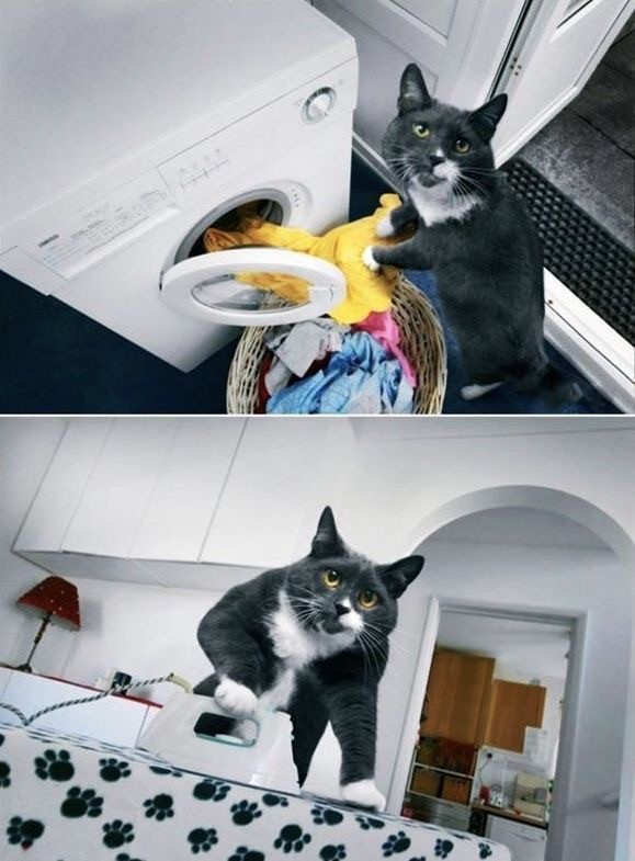 Кот