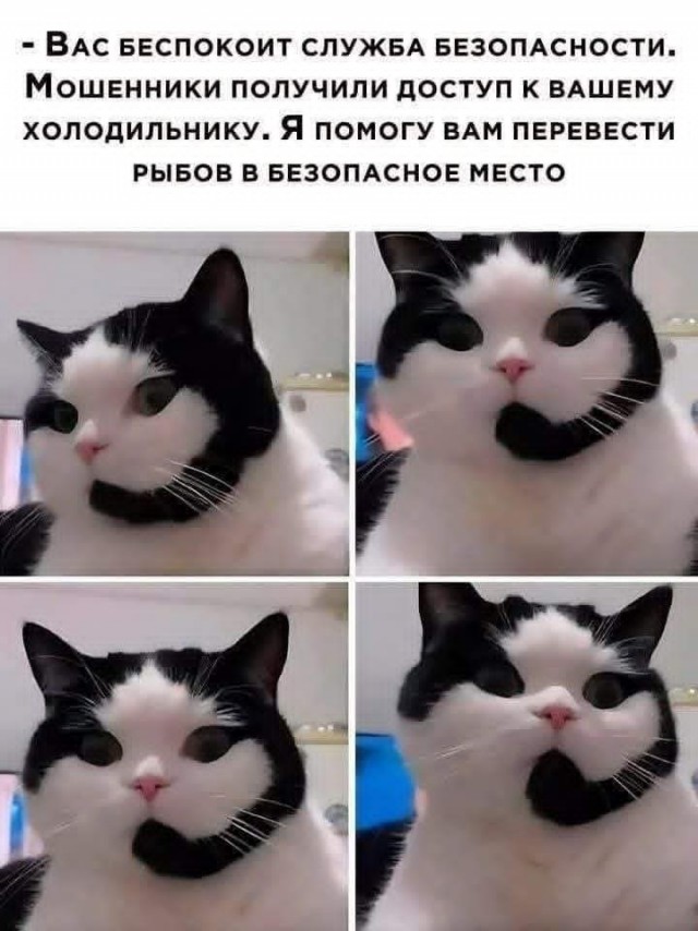Подборка картинок-баянов с котиками и про котиков. Выпуск 29.