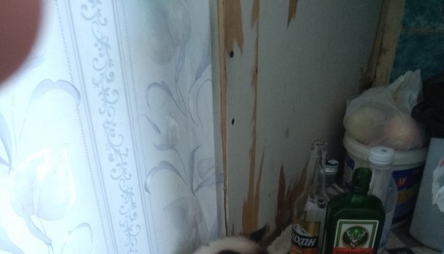 Мой кот