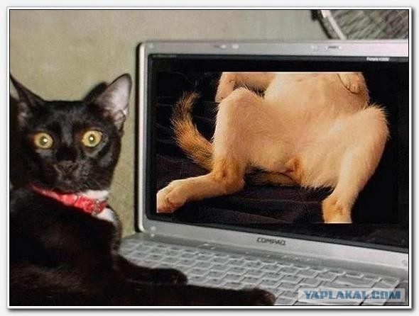 вКОТакте