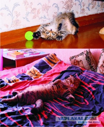 Коты и время