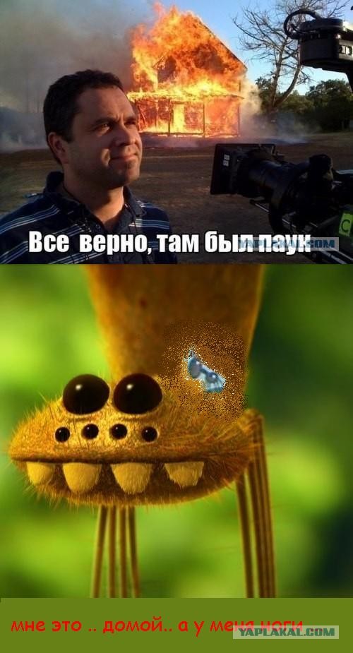 Сюрприз в кроссовке
