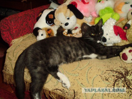 Котовторник  05.11.2013