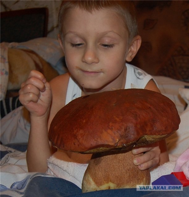Грибы. Кто нашёл больше?