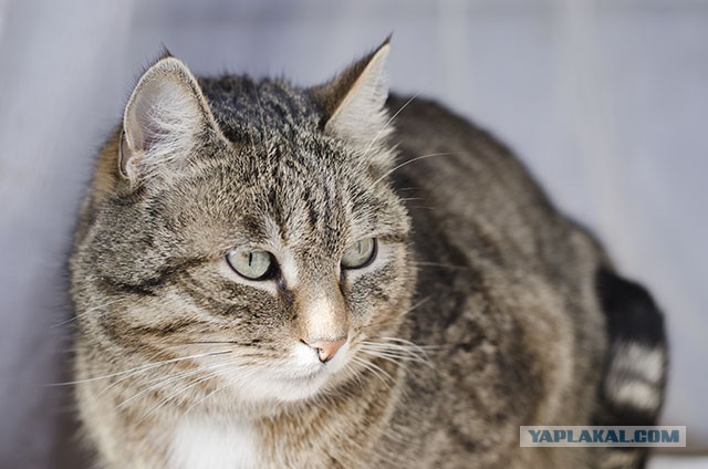 Котовторник 01.04.2014