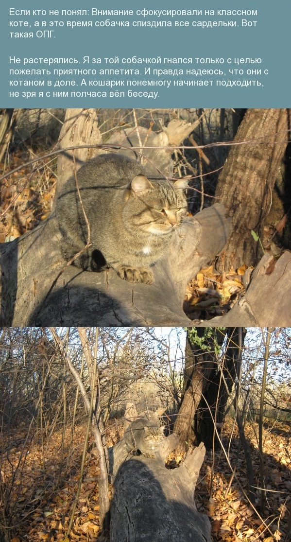 "Настолько ли дикие дикие коты?"