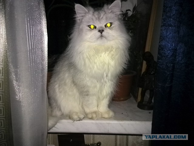 Самые популярные клички кошек и котов