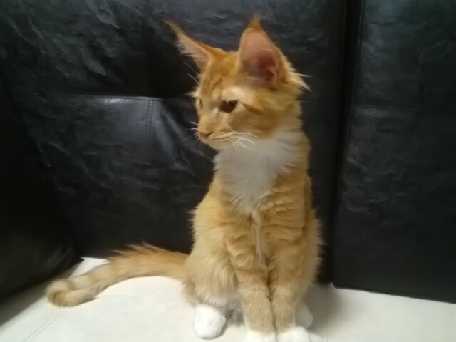 Котовторник