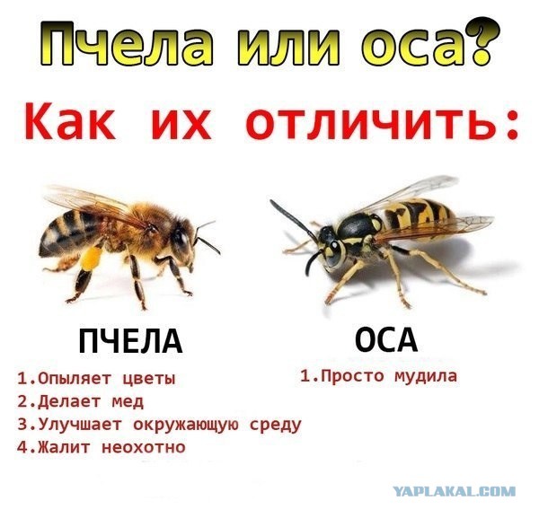 Не бойтесь шершней!