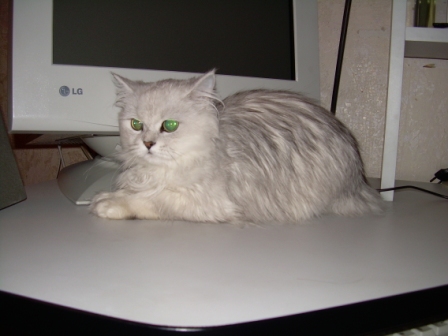 Дюжина кошаков