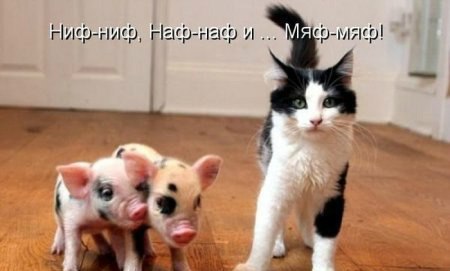Мохнатые беспредельщики