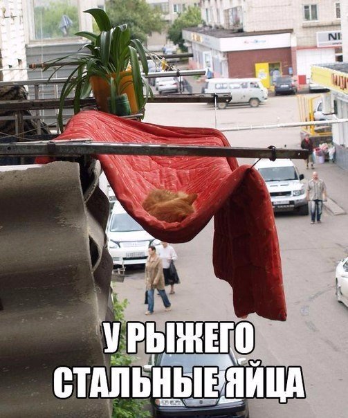 Прикольные животные
