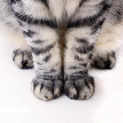 Коты из сети