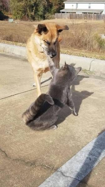 Коты из сети