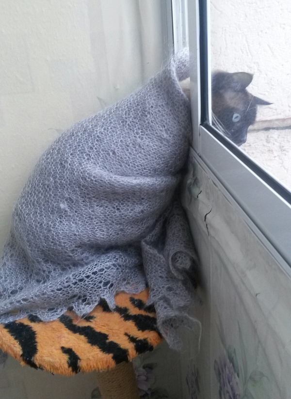 Коты из сети