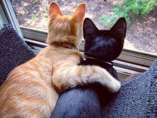 Коты из сети