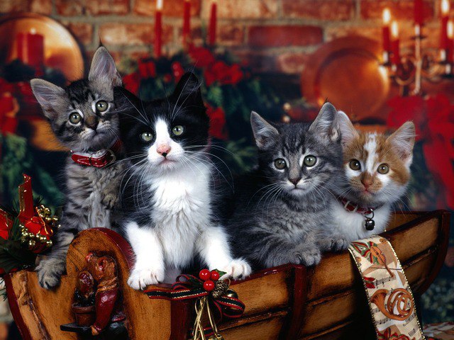 Коты из сети