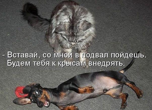 "Вы знаете, почему дайверы ныряют с катера спиной вперёд?" Немного юмора