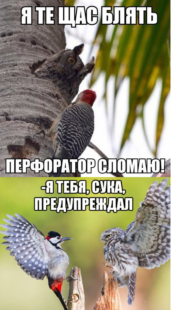 38 картинок