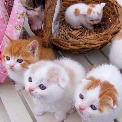 Коты и Кошки