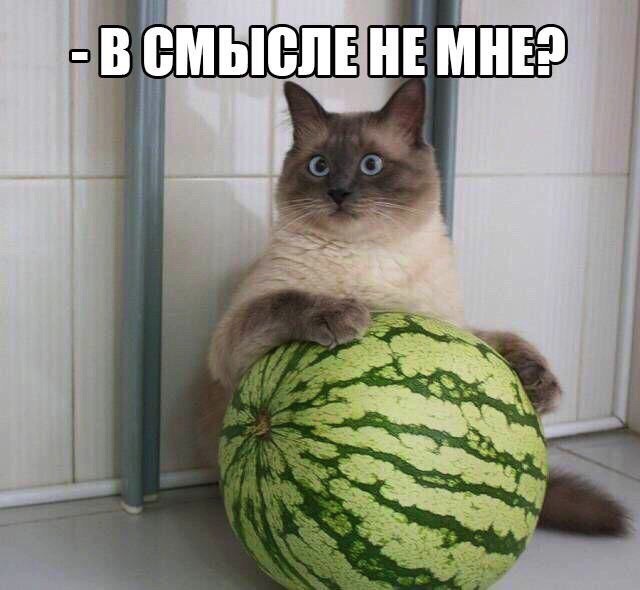 100 картинок для поднятия настроения!