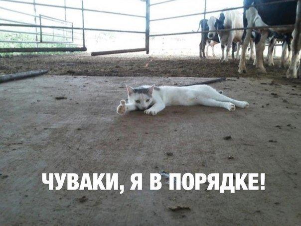 100 картинок для поднятия настроения!