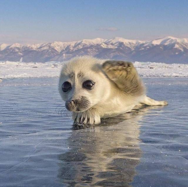Живность из сети