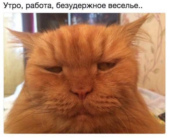Коты и Кошки