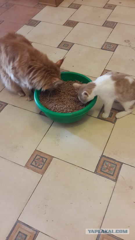 Котовторник 28.11.2017