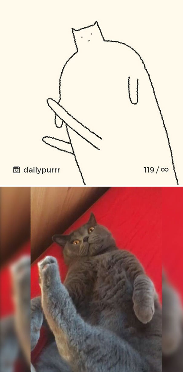 Неадекватные коты